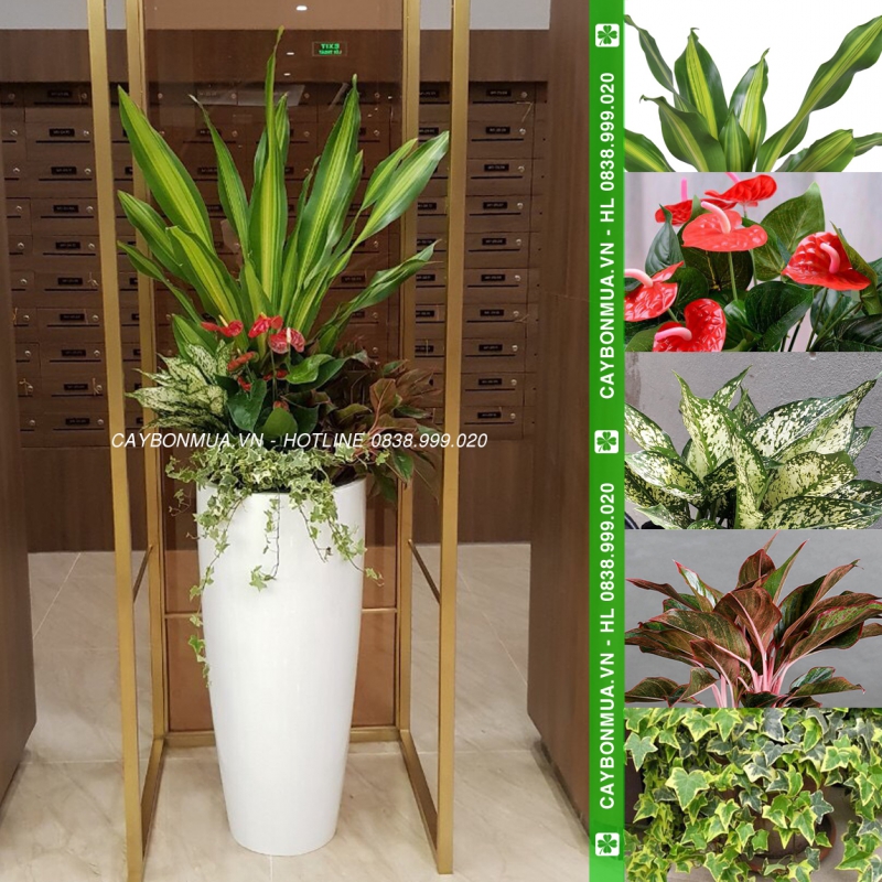 [ Mẫu 1] Cây Thiết mộc lan mix 5 loại - chậu xi măng